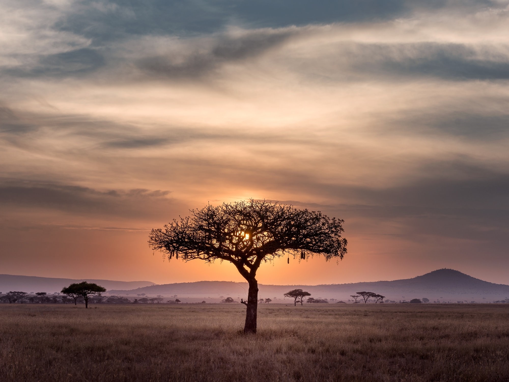 The oldest desert in the world; a wild, beautiful coastline; one of Africa's greatest game parks